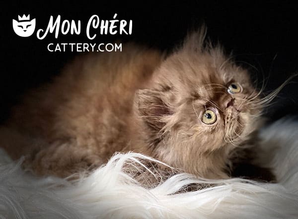 Female Chocolate Tortoiseshell Persian Kitten