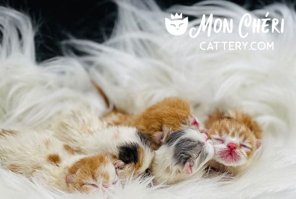 Mon Cheri Cattery Newborn Exotic Shorthair Kittens