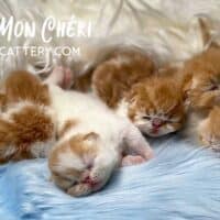 Newborn Red Exotic Shorthair Kittens
