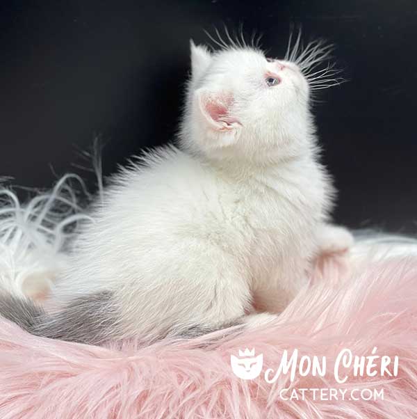 Female Lilac Bicolor Van Exotic Shorthair Kitten