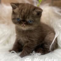 Solid Chocolate Exotic Shorthair Kitten
