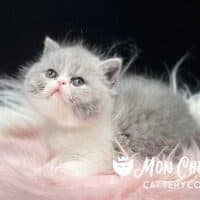 Lilac Bicolor Exotic Shorthair Kitten