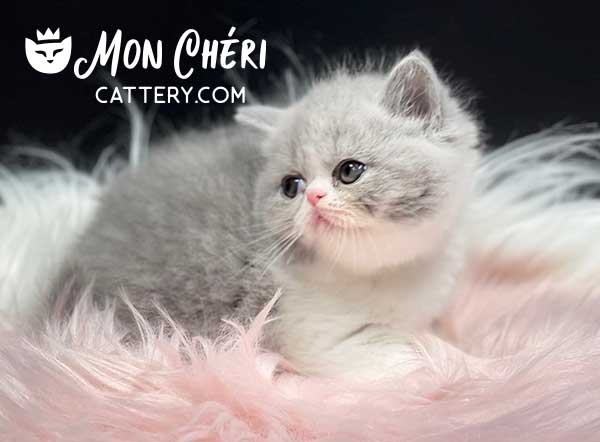 What Is An Exotic Short Hair Persian Kitten?