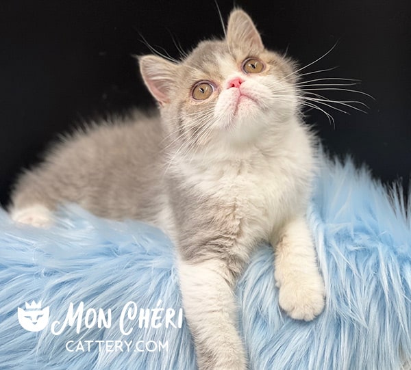 Lilac Bicolor Exotic Shorthair Kitten