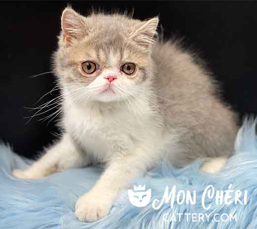 Lilac Bicolor Exotic Shorthair Kitten