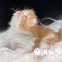 Red Bicolor Persian Kitten For Sale