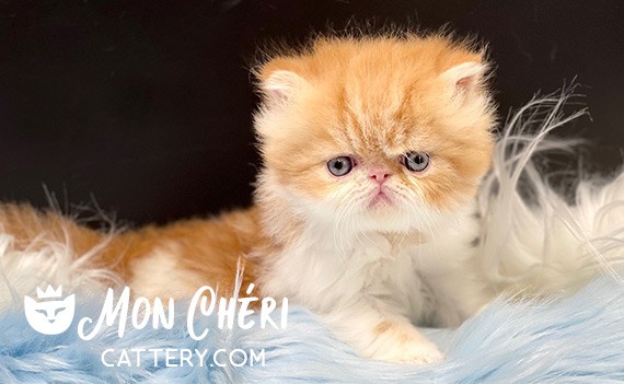 Red Bicolor Persian Kitten For Sale