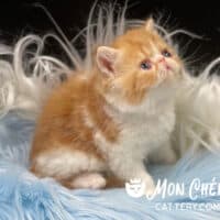 Red Tabby Bicolor Exotic Shorthair Kitten