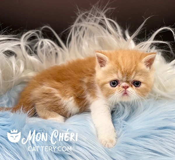 Red Tabby Bicolor Exotic Shorthair Kitten