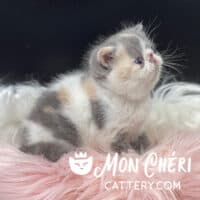Dilute Calico Exotic Shorthair Kitten