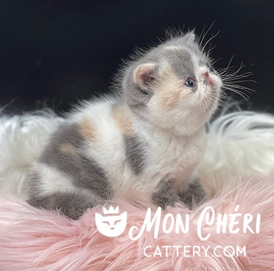 Gallery of Calico Exotic Shorthair & Calico Longhair Kittens