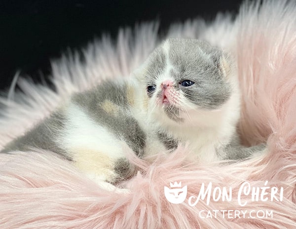 Dilute Calico Exotic Shorthair Kitten