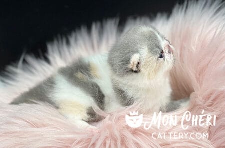 Dilute Calico Exotic Shorthair Kitten