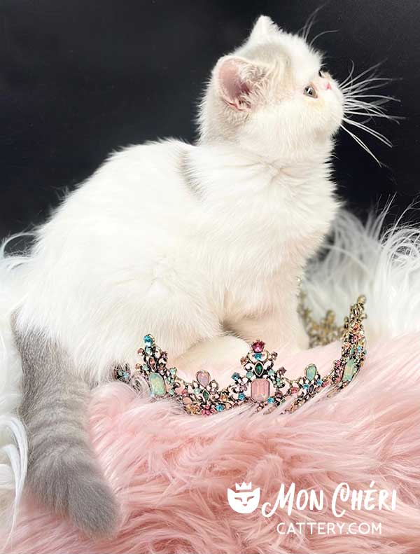 Lilac Bicolor Van Exotic Shorthair Kitten For Sale