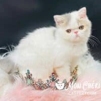 Lilac Bicolor Van Exotic Shorthair Kitten For Sale