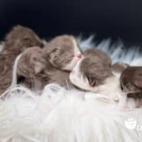 Newborn Chocolate Bicolor and Solid Chocolate Kittens
