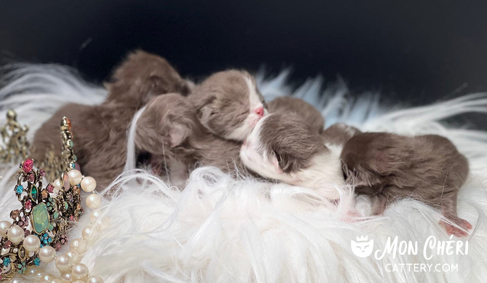 Newborn Chocolate Bicolor and Solid Chocolate Kittens