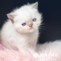 Lilac Point Exotic Shorthair Kitten