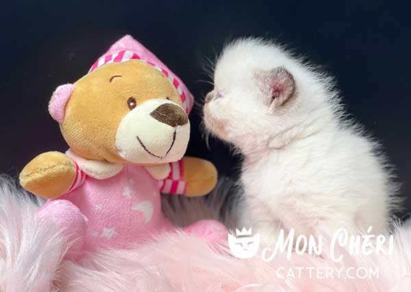 Lilac Point Exotic Shorthair Kitten