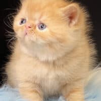 Male Red Exotic Shorthair Kitten For Sale