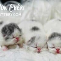 Newborn Lilac Exotic Shorthair Kittens For Sale
