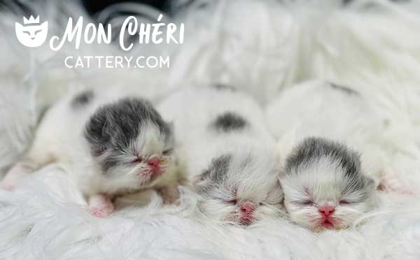 Newborn Lilac Exotic Shorthair Kittens For Sale