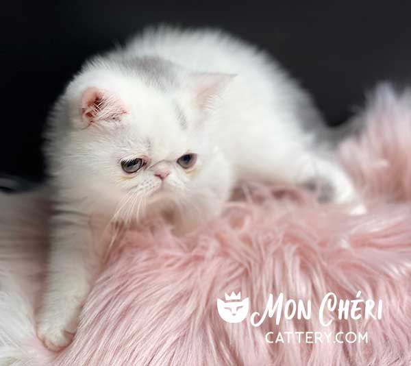 Lilac Van Bicolor Exotic Shorthair Kitten For Sale