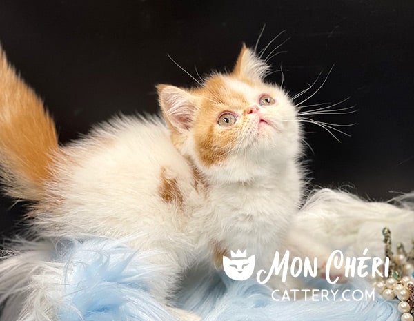 Red Bicolor Van Exotic Shorthair Kitten