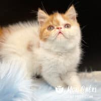 Red Bicolor Van Exotic Shorthair Kitten