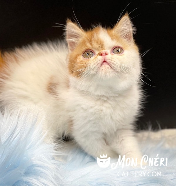 Red Bicolor Van Exotic Shorthair Kitten