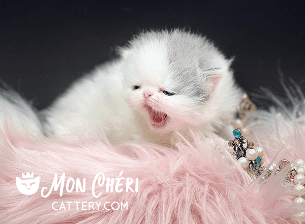 Lilac Van Exotic Longhair Kitten For Sale