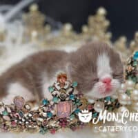 Chocolate Bicolor Exotic Shorthair Kittens For Sale