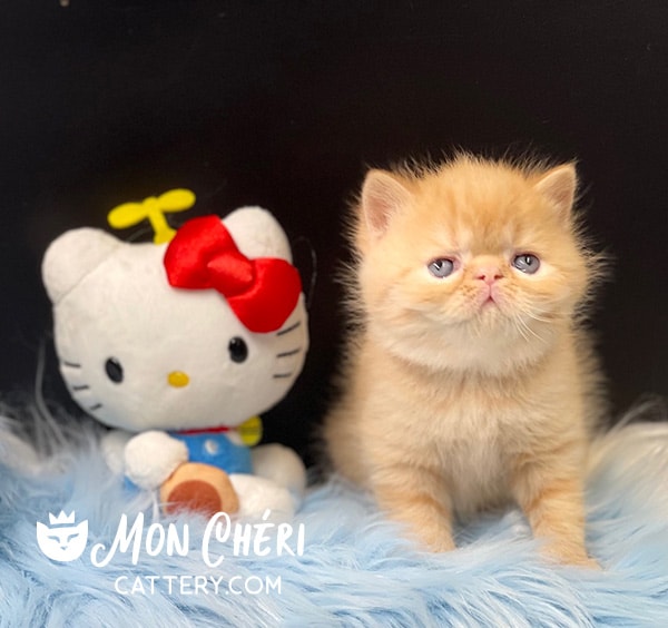 Red Tabby Exotic Shorthair Kitten For Sale