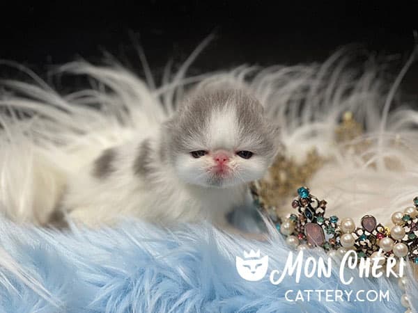 Lilac Bicolor Exotic Longhair Kitten For Sale