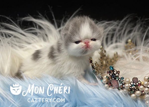Lilac Bicolor Exotic Longhair Kitten For Sale
