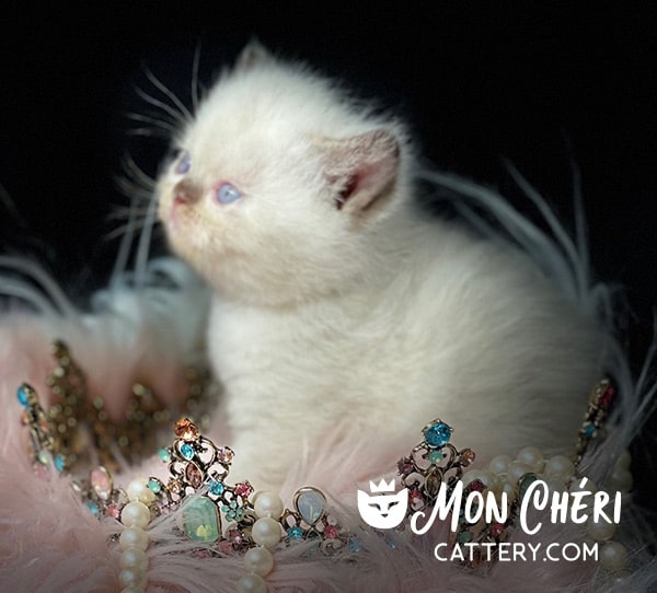 Lilac Point Exotic Shorthair Kitten