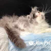 Silver Shaded Bicolor Exotic Longhair Kitten For Sale