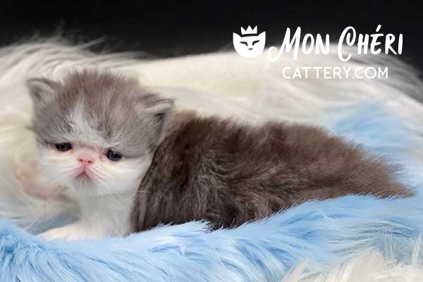 Silver Shaded Bicolor Exotic Longhair Kitten For Sale