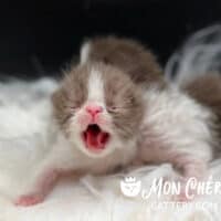 Newborn Chocolate Bicolor Exotic Shorthair Kitten