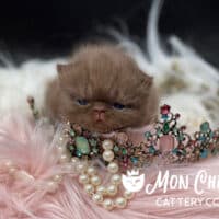 Solid Chocolate Exotic Shorthair Kitten For Sale