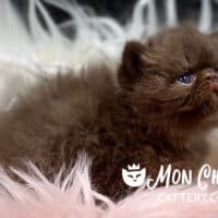 Chocolate Smoke Exotic Longhair Kitten For Sale