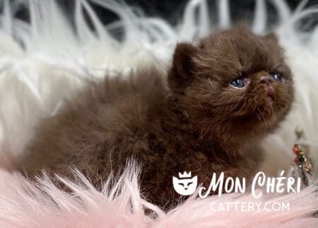 Chocolate Smoke Exotic Longhair Kitten For Sale