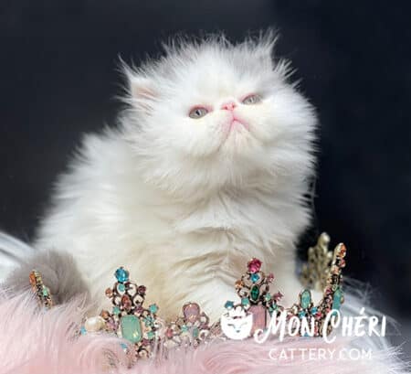 Lilac Van Exotic Longhair Kitten For Sale
