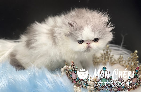 Lilac Bicolor Exotic Longhair Kitten For Sale