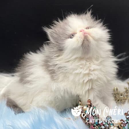 Lilac Bicolor Exotic Longhair Kitten For Sale