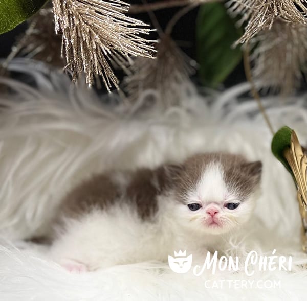 Chocolate Bicolor Exotic Shorthair Kitten For Sale