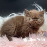 Solid Chocolate Smoke Exotic Shorthair Kitten For Sale