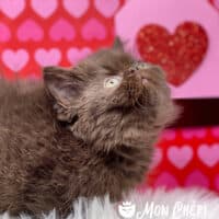 Exotic Shorthair Kittens Are The Perfect Pets