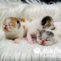 Calico, Brown Patch Tabby, Black Smoke Bicolor Exotic Shorthair Kittens