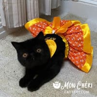 Dylan's Mon Chéri Cattery Kitten Black Exotic Shorthair Lucille